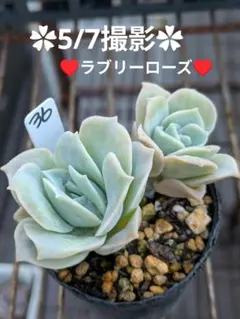 ラブリーローズ9苗 多肉植物寄せ植えセット 詰め合わせ カット苗