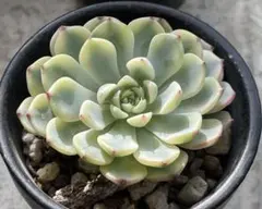 多肉植物 マネーメーカー錦 カット苗 - メルカリ