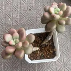 T*a様 赤ずきん 抜き苗 つぶつぶ屋 多肉植物 エケベリア セダム - メルカリ