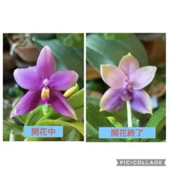 【限定セット‼️】胡蝶蘭原種 ビオラセラ 2株 （レッド、ブルータイプ各1点）のサムネイル