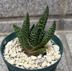 アロエ ガリエペンシス 実生株 多肉植物 ビザールプランツ - メルカリ