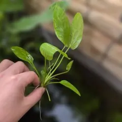 2026年最新】魚用品・水草の人気アイテム - メルカリ