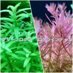 よっぴぃもぐっぴぃ様 リクエスト 2点 まとめ商品