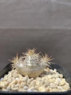 パキポディウム マカイエンセ 実生 4株植え 鉢ごと - メルカリ