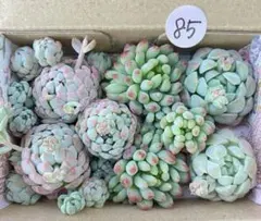 85 多肉植物　多肉弁当　詰め合わせ　寄せ植え　セット　カット苗　韓国苗　つぶ