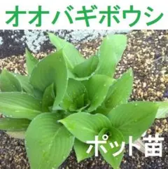 2026年最新】ウルイ 苗の人気アイテム - メルカリ