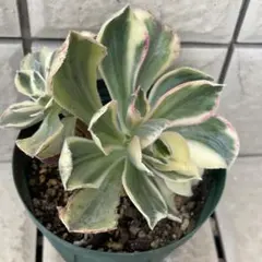 ksyra様 リクエスト 2点 まとめ商品