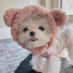 【新品】可愛い♡くま耳帽子　犬　服　ドッグウェア　防寒　冬　お出かけ　ピンク