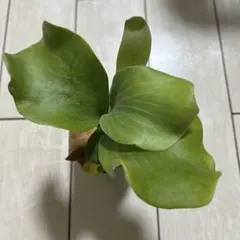 M.Plants様 リクエスト 3点 まとめ商品