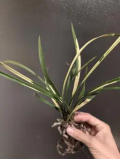 がぁ〜ず様 リクエスト 2点 まとめ商品