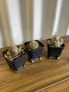 2026年最新】パキポディウム タッキーの人気アイテム - メルカリ