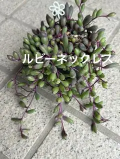 ルビーネックレス とリトルミッシー - メルカリ