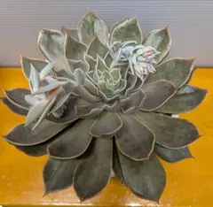 yuuu♡様 リクエスト 6点 まとめ商品