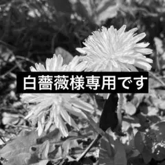 白薔薇様 リクエスト 3点 まとめ商品
