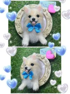 ☆様　羊毛フェルト　犬