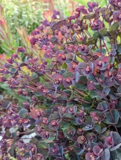 0.0.0様 リクエスト 2点 まとめ商品