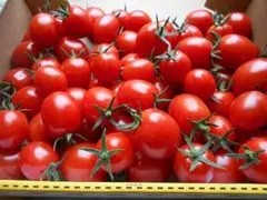 北海道産　ミニトマト　甘っこ　2kgのサムネイル