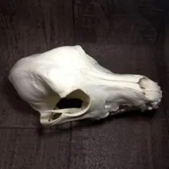 高品質 セイウチ（Walrus）頭骨 ♂ ※ CITESコピー付 - メルカリ