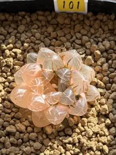 よしよ様 リクエスト 2点 まとめ商品