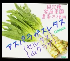 Nyamie様 リクエスト 2点 まとめ商品