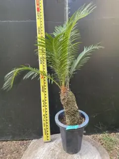 蘇鉄 盆栽 幹の造形美 鉢植え 沖縄ソテツ 琉球盆栽 - メルカリ