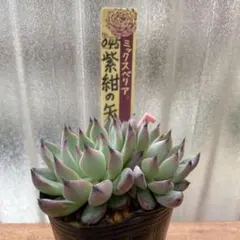 2025年最新】多肉 紫紺の矢の人気アイテム - メルカリ