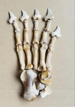 Item thumbnail for item 13da54a0-cc7b-4471-b8c5-c1b455db7eec