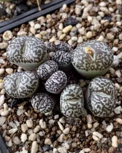 コノフィツム 実生 八重垣姫×ウィッテベルゲンセ 特選② コノフィツム 実生 八重垣姫×ウィッテベルゲンセ 特選②