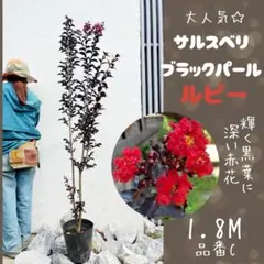 大人気品種☆サルスベリ ブラックパール ルビー1.8M(鉢底から)品番B