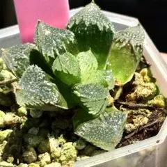 多肉植物 ハオルチア 氷星球オブツーサ錦 変異系 超美品 希少 - メルカリ