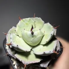 2026年最新】ポタトラムの人気アイテム - メルカリ