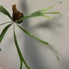 キョジンツユムシに酷似のOnomarchus uninotatus　キリギリス キョジンツユムシに酷似のOnomarchus uninotatusキリギリス 直翅類