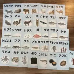 【新品未使用】ベビーパーク　絵本　4冊 新品未使用】ベビーパーク 絵本 4冊 絵本 | Babypark Onlinestore