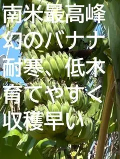 大苗100㎝◇大満足！甘酸っぱく果実がでかい◇フトマル・バナナ苗