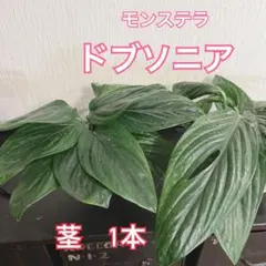 【スピード発送♥】≡┏( ｀Д´)┛様 リクエスト 3点 まとめ商品