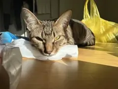 しーた様　専用
