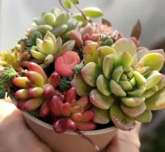 ミニトマト様 リクエスト 2点 まとめ商品