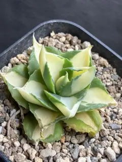 2026年最新】アガベポタトラムの人気アイテム - メルカリ