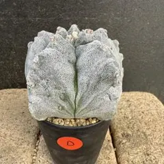 アストロフィツム　ランポー玉(鸞鳳玉)(D)