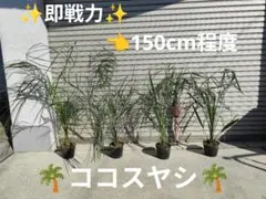 2026年最新】ココスヤシ シルバーの人気アイテム - メルカリ