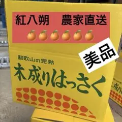 【GW限定10％OFF】木成り紅八朔10kg 秀品 ミックスサイズ 和歌山県産
