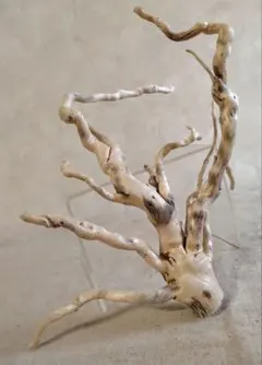 2026年最新】ブランチウッドの人気アイテム - メルカリ