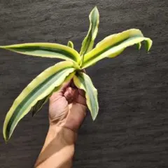 エスキナンサス ブラックパゴダ 5号 吊り鉢 - メルカリ