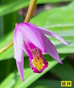 山野草・稀少画像のトサヒメユリ苗今期開花3株お届け。ユリ苗 - メルカリ