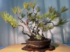 憲*様 週末特別オークション　五葉松　大品盆栽　太幹　古木　模様木　樹高56cm 週末特別オークション 五葉松 大品盆栽 古木 文人 斜幹 模様木 樹高