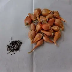 maru様 リクエスト 2点 まとめ商品