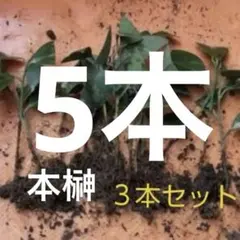 airi様 リクエスト 2点 まとめ商品