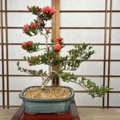 No.36 チリメンカズラの寄せ植え - メルカリ