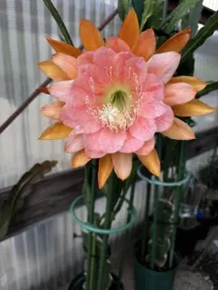多肉植物 花サボテン 金紐シリーズ 黄水晶2番 (カキコ.根がない
