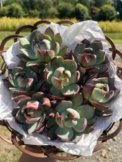 多肉植物 エケベリア カシオス赤錦（カット苗・大苗）1個